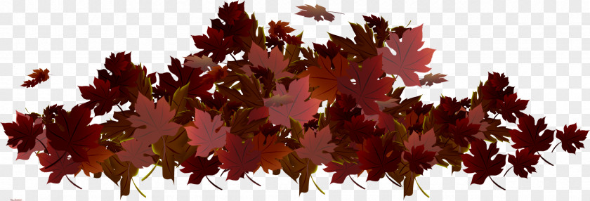 Withered Autumn Leaves Maple Leaf .de PNG