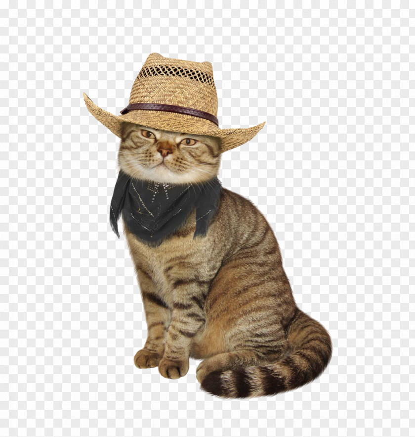 A Cat In Straw Hat Maine Coon Bengal Kitten Breed Stock Photography PNG