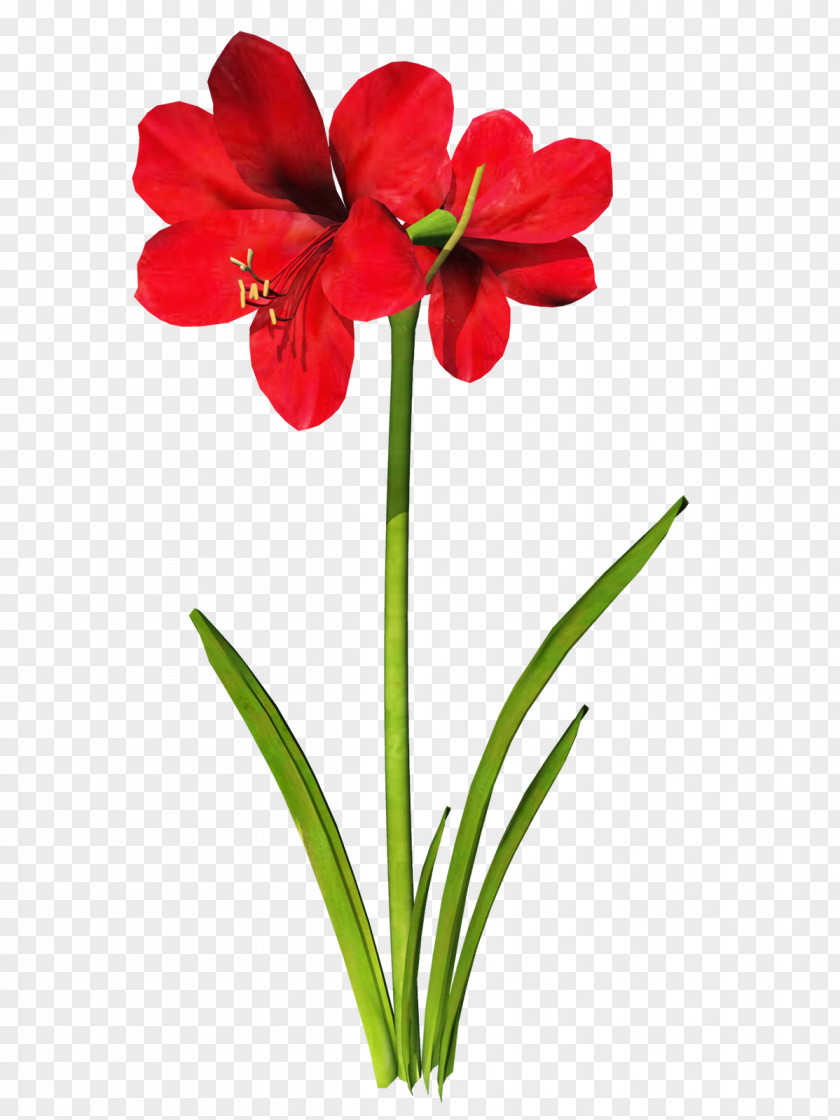 Amaryllis Flower Tattoo Belladonna Clip Art PNG