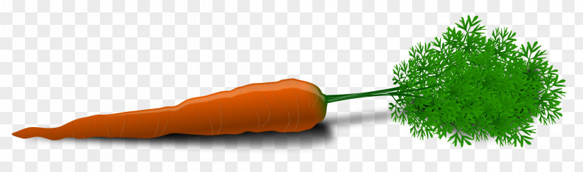 Carrot Image And Stick Clip Art PNG
