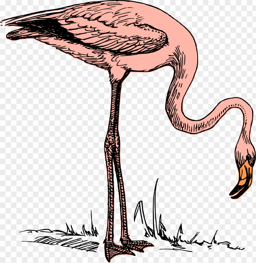 Flamingo Clip Art PNG