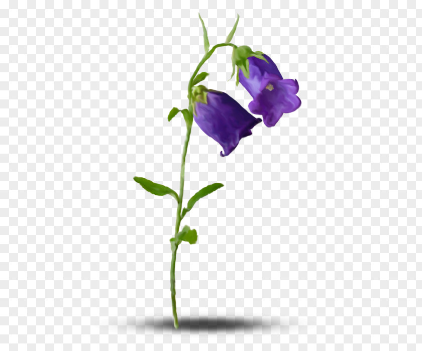 Flower Clip Art PNG