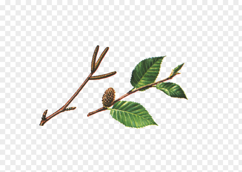 Leaf Twig Betula Lenta Alleghaniensis Paper Birch PNG