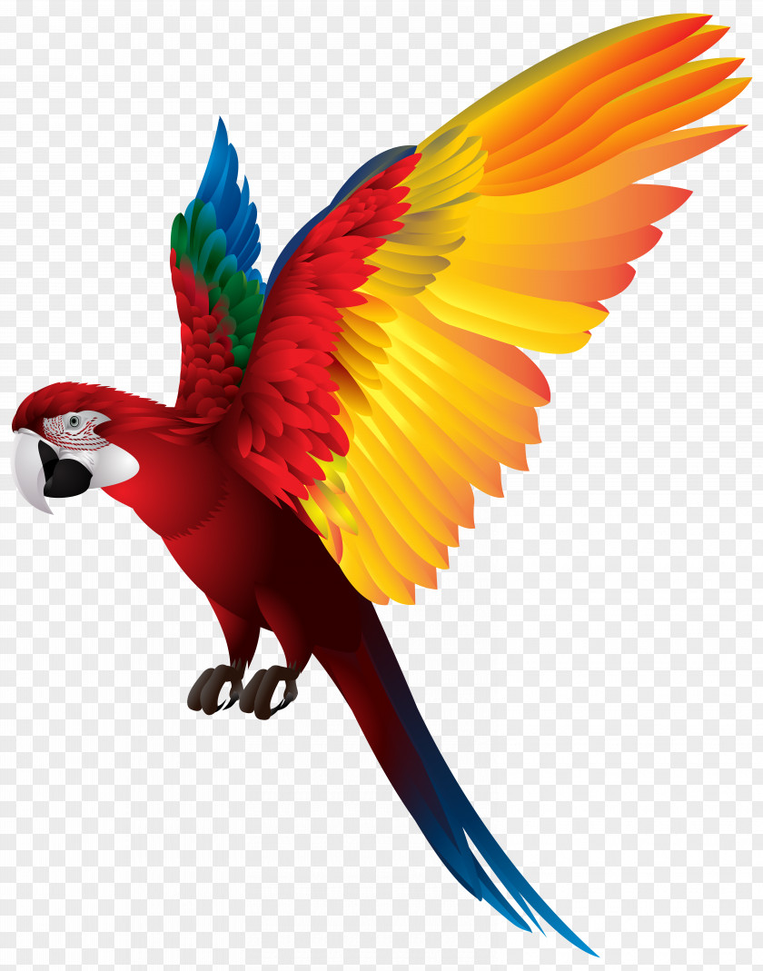 Parrot Transparent Clip Art Image Red-breasted Pygmy Bird PNG