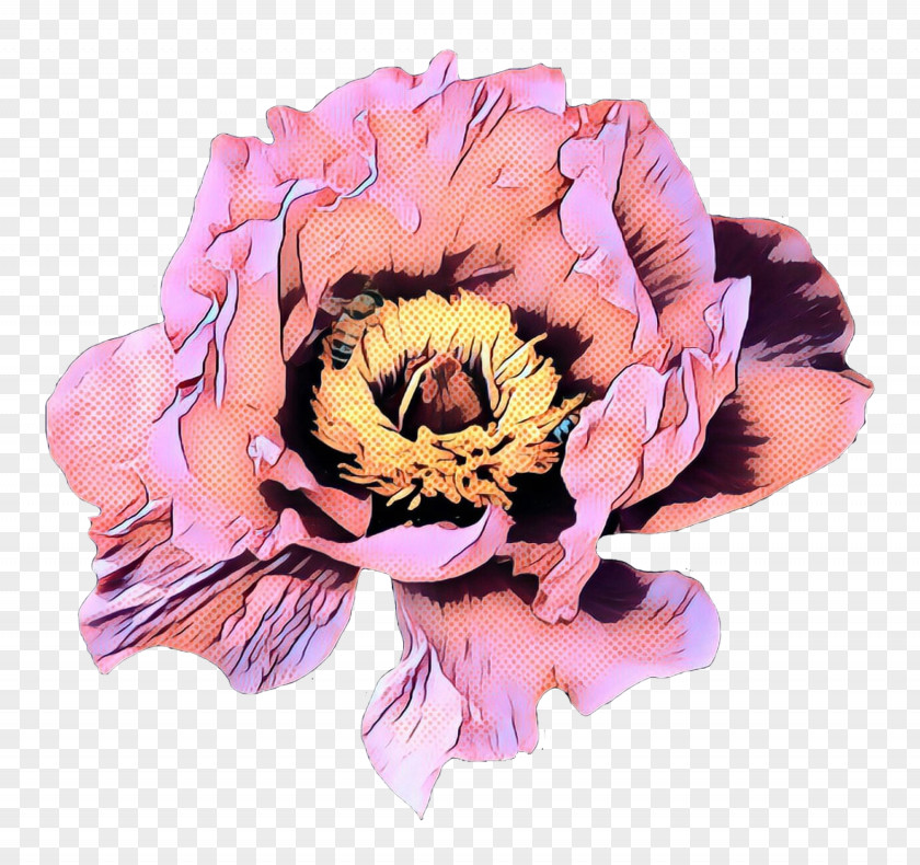Peony Rose Family Cut Flowers Petal PNG