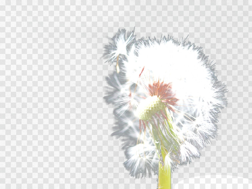 White Romantic Dandelion Common Download PNG