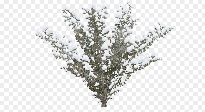 Winter Shrub Snow Clip Art PNG