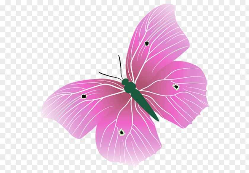 Butterflies And Moths .li .ru Clip Art PNG