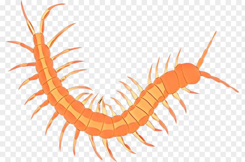 Centipede Millipedes Ringed-worm Glycera Parasite PNG