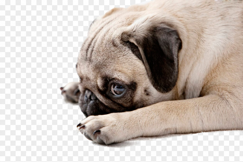 Dog,puppy,pet,animal Pug Puppy Pet Stock Photography PNG