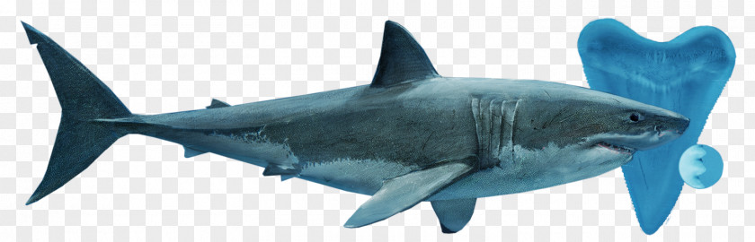 Great White Shark Tiger Lamnidae Requiem Sharks PNG
