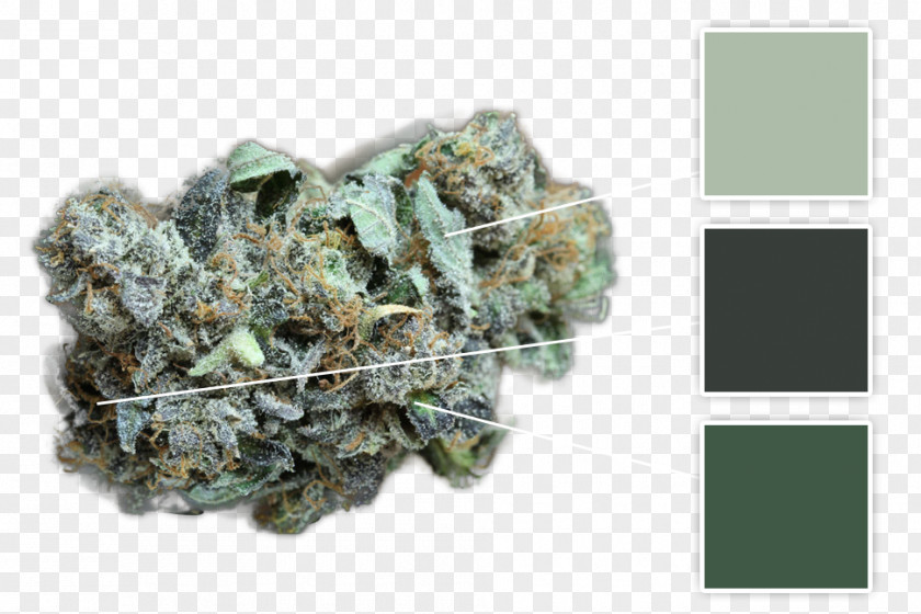 Infographic Medical Mineral Cannabis Documentation PNG