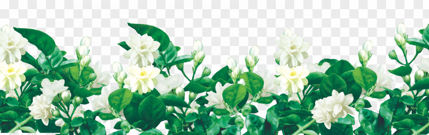 Jasmine Flower Computer File PNG