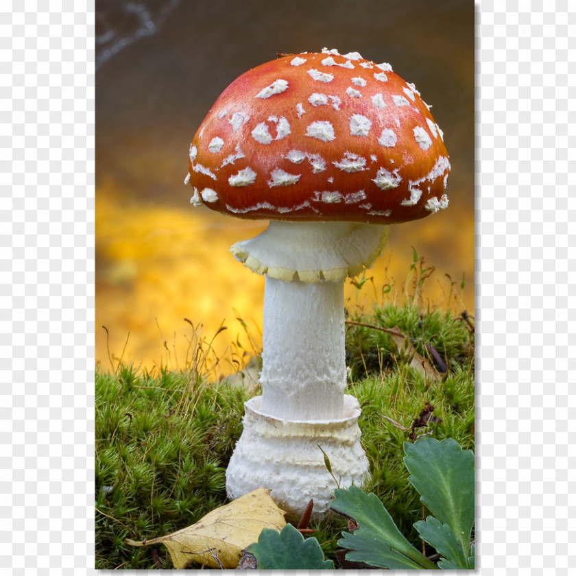 Cantharellus Cibarius Mushroom Agaric PNG