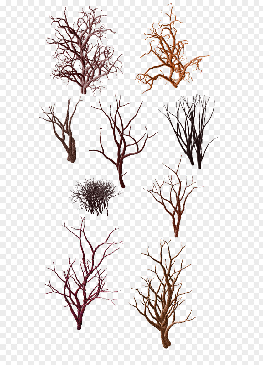 Dead Wood Pattern Tree Shrub Trunk Snag PNG