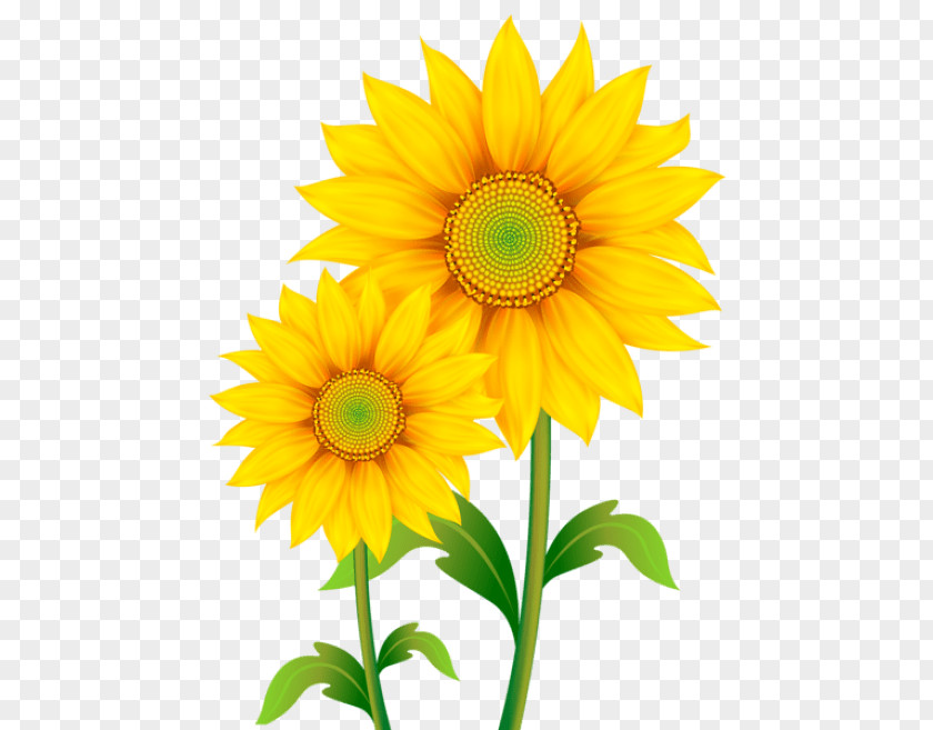 Sunflower Sketch Clip Art Common Image Openclipart PNG