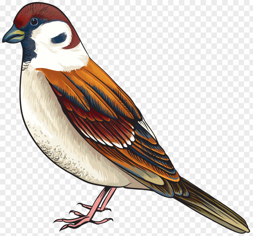 Birds Bird Parrot Clip Art PNG