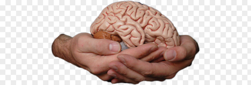 Brain Human Homo Sapiens Memory Consciousness PNG