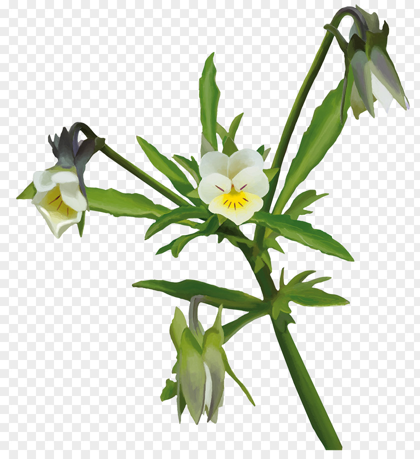 Flower Flowering Plant Herbaceous Stem Plants PNG