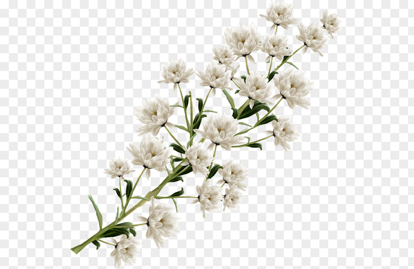 Flower White Clip Art PNG