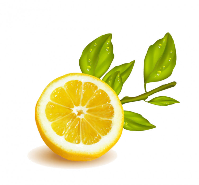 Fruit Ad Lemon Vector Graphics Illustration Clip Art PNG