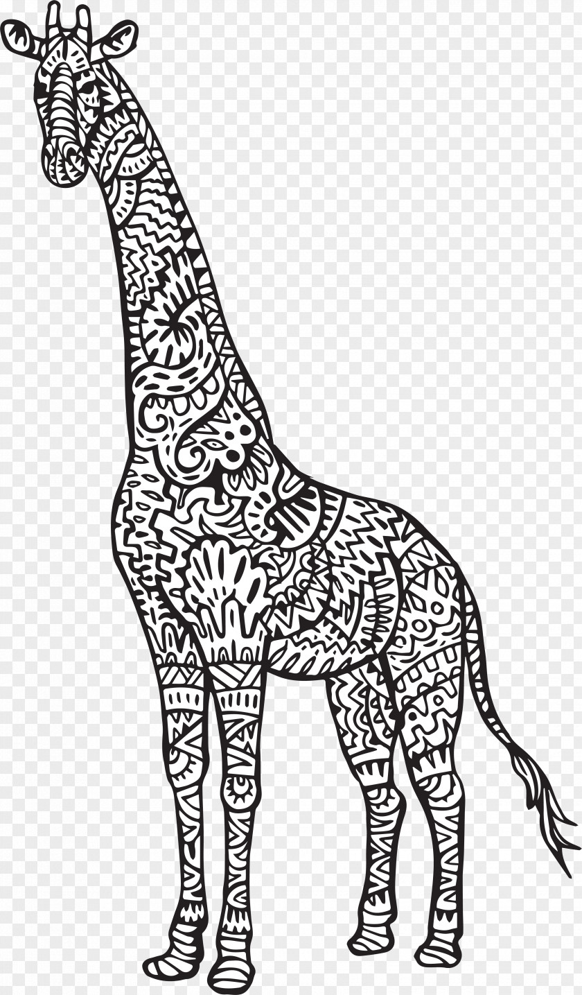Giraffe Baby Giraffes Reticulated Coloring Book Adult Drawing PNG