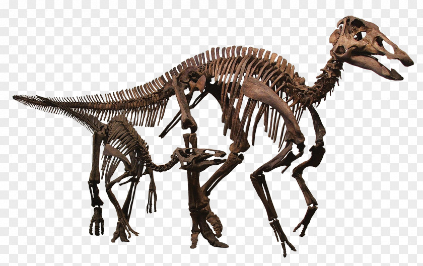 Predator Rocky Mountain Dinosaur Resource Center Tyrannosaurus Pachycephalosaurus Edmontosaurus Annectens Late Cretaceous PNG