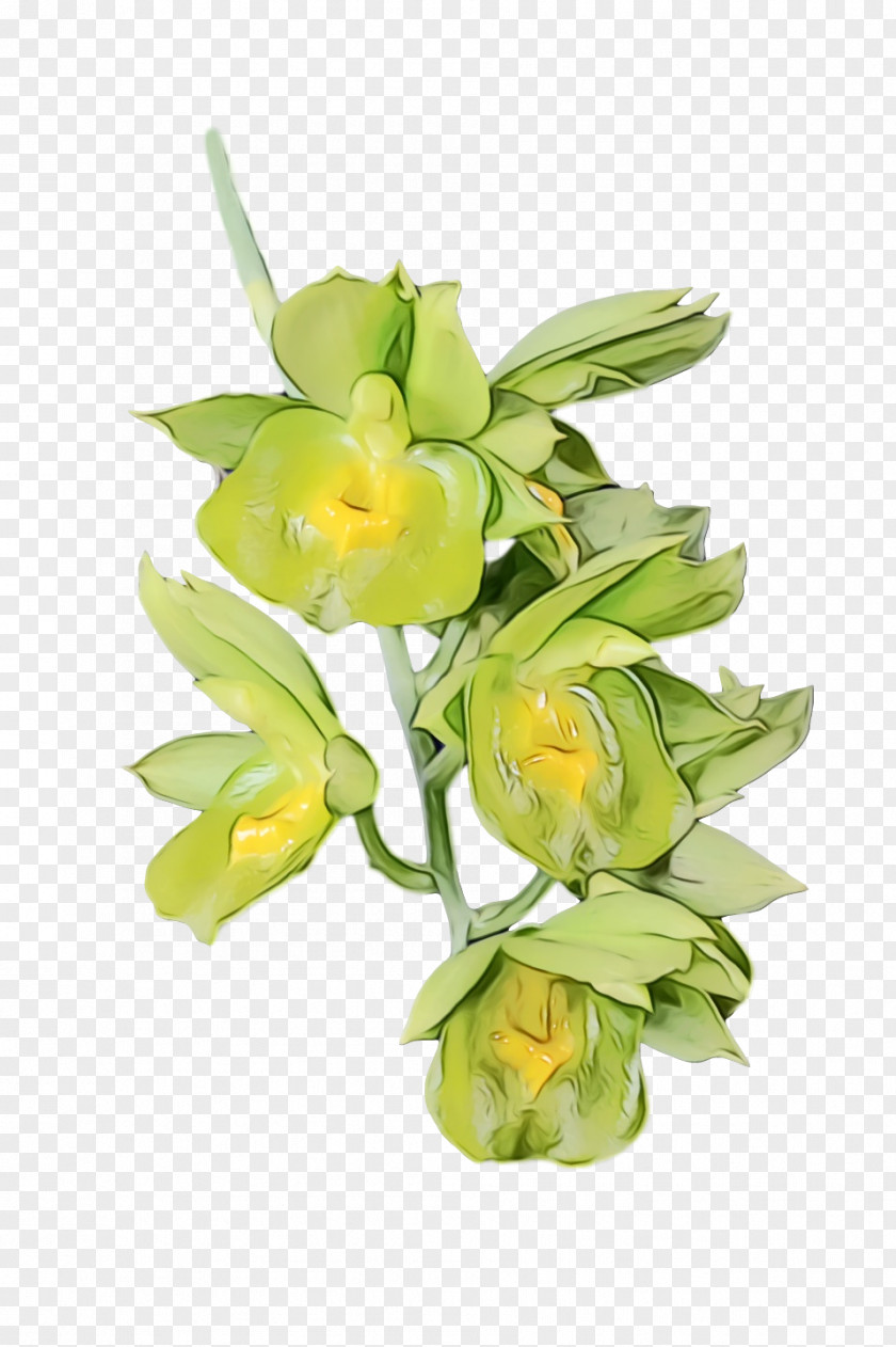 Floral Design PNG