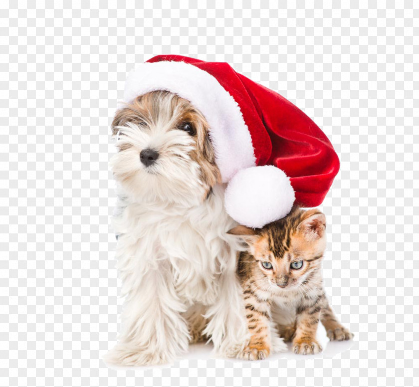 Hat Dogs And Cats PNG dogs and cats clipart PNG
