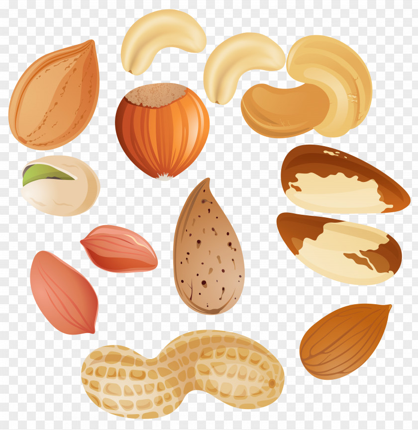 Nuts Clipar Image Nucule Tree Nut Allergy Clip Art PNG