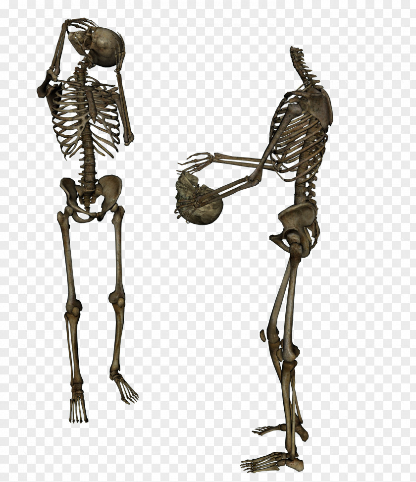 Skeleton Head Trade Human Skull PNG