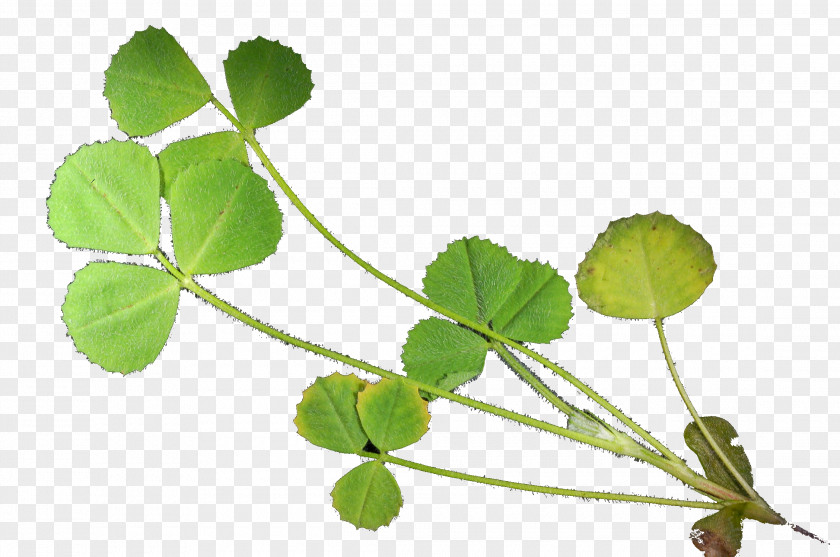 Medicago Leaf Herbalism Plant Stem PNG