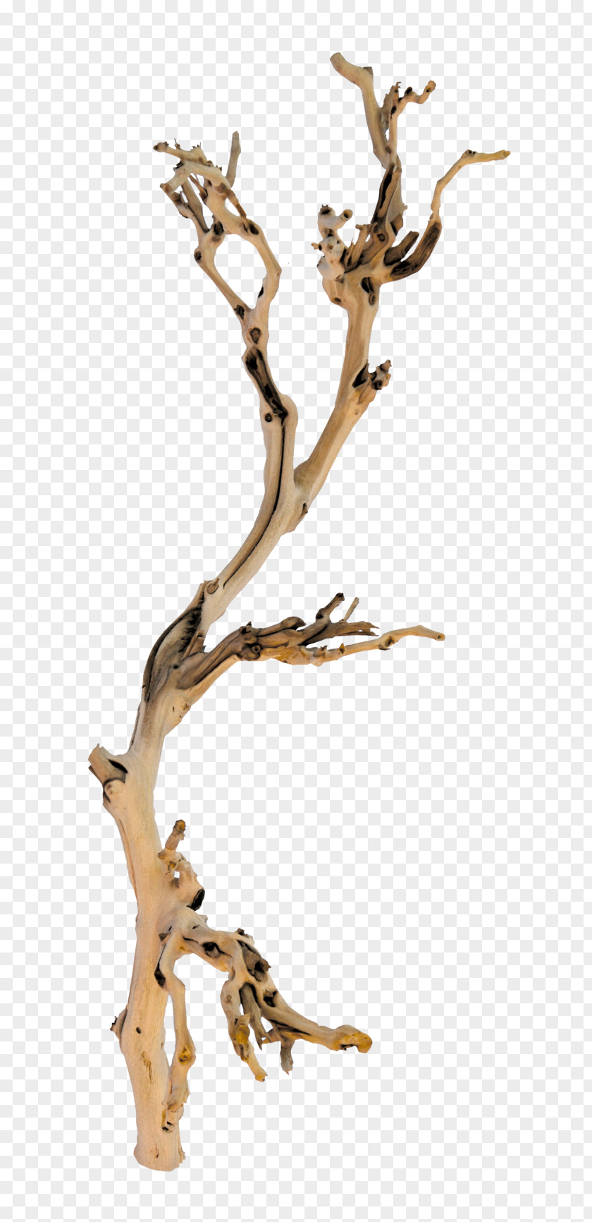 Tree Branch Twig Wood PNG