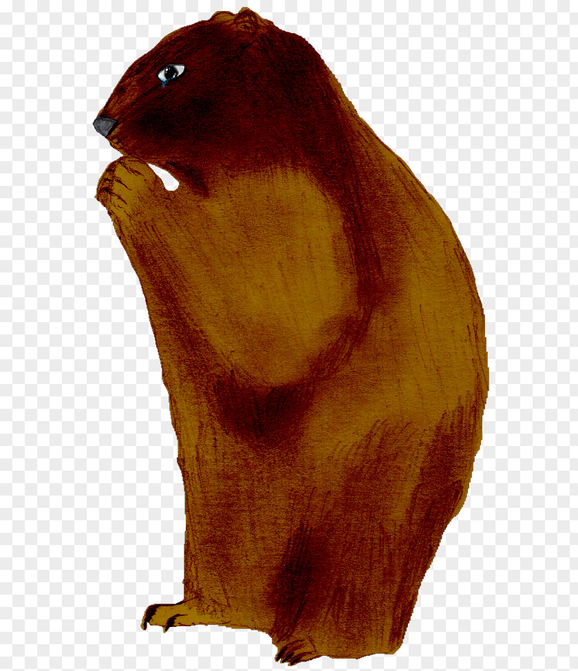 Beaver Marmot Fur Beak Snout PNG