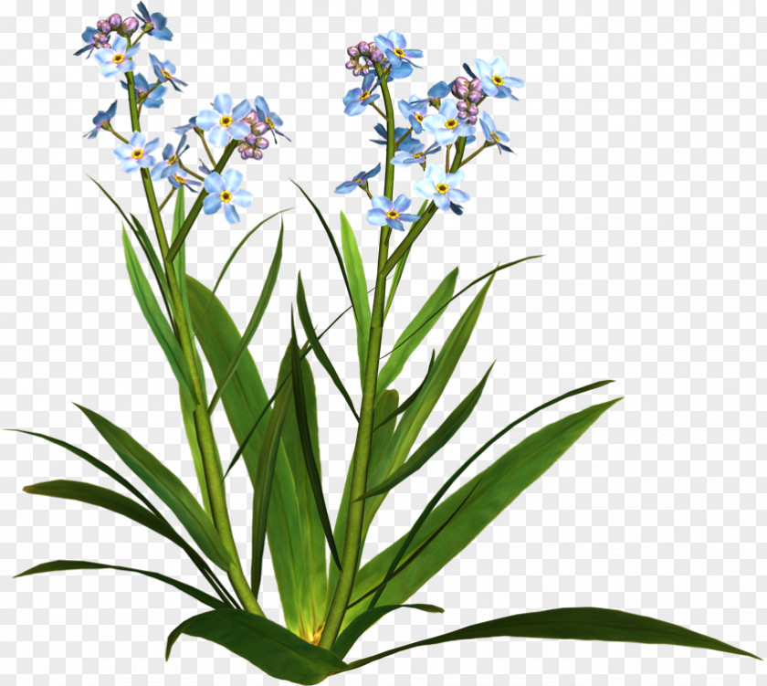 Flower Wildflower Plants Photography Clip Art PNG