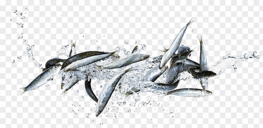 Leaping Fish Photography Sardine Food PNG