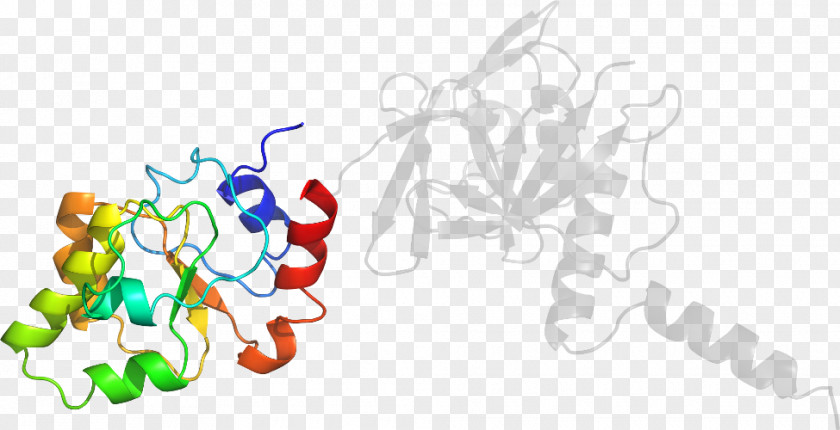 Mycoplasma Trichome Line Organism Clip Art PNG