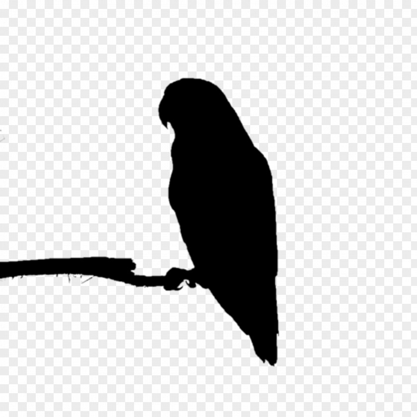 Beak Bird Of Prey Fauna Silhouette PNG