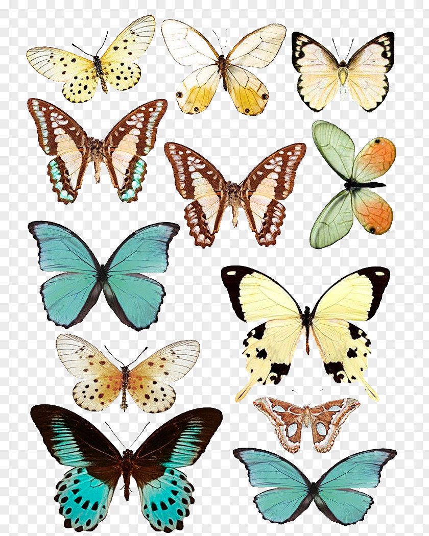 Butterfly Paper Scrapbooking Drawing PNG