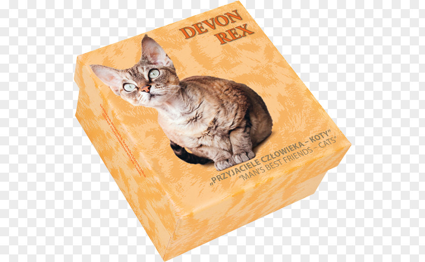 Devon Rex Tabby Cat Kitten Whiskers Tail PNG