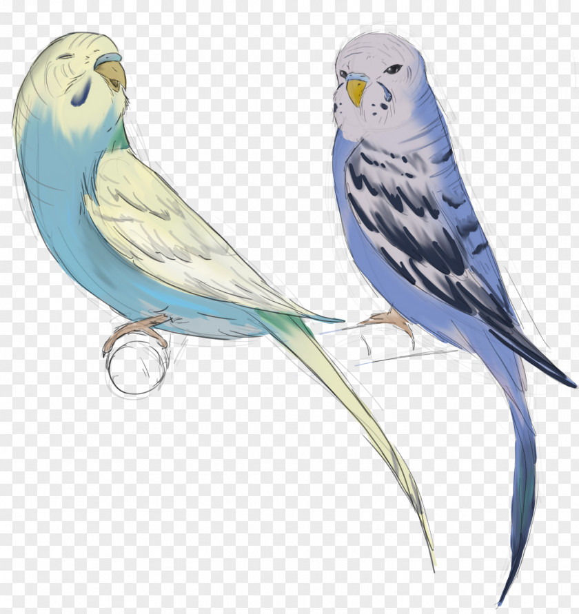 Devon Still Parakeet Macaw Lovebird Fraxure Haxorus PNG