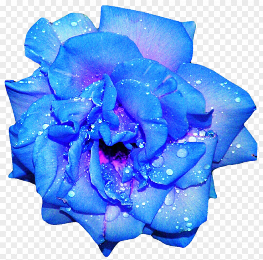 Flower Blue Rose Clip Art PNG