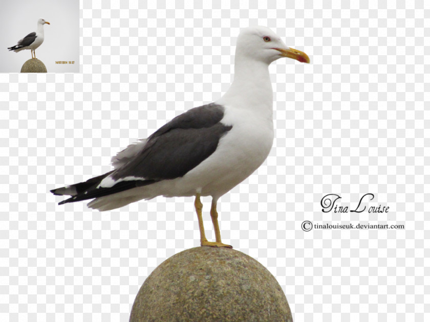 Great Black-backed Gull Gulls European Herring PNG