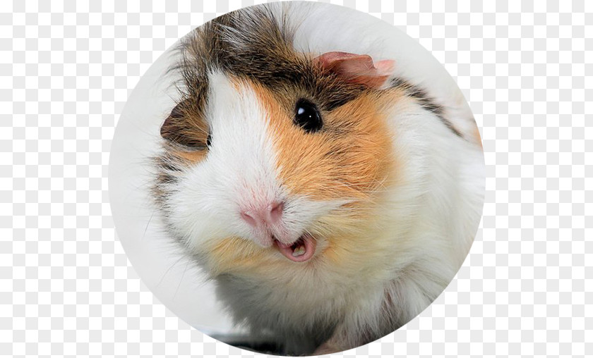 My Guinea Pig Wild Boar Desktop Wallpaper Funny PNG