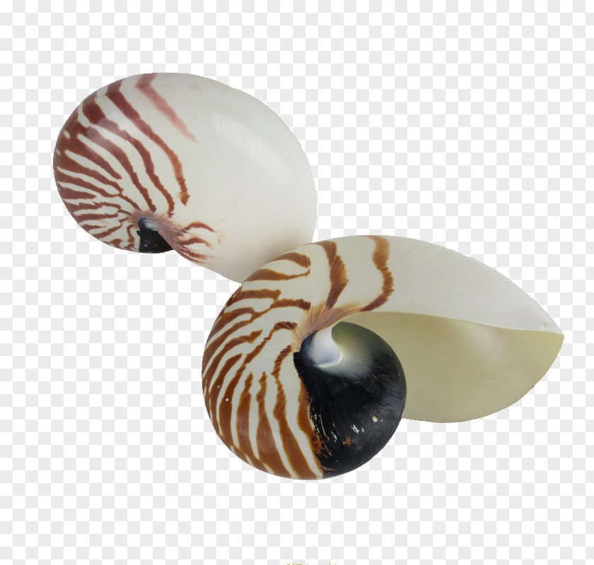 Screw Seashell PNG