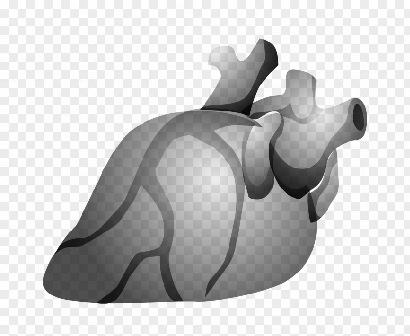 Cardiovascular Vector PNG