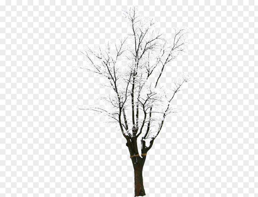 HD Photography Creative Synthesis Winter Trees Twig Snow Tree PNG