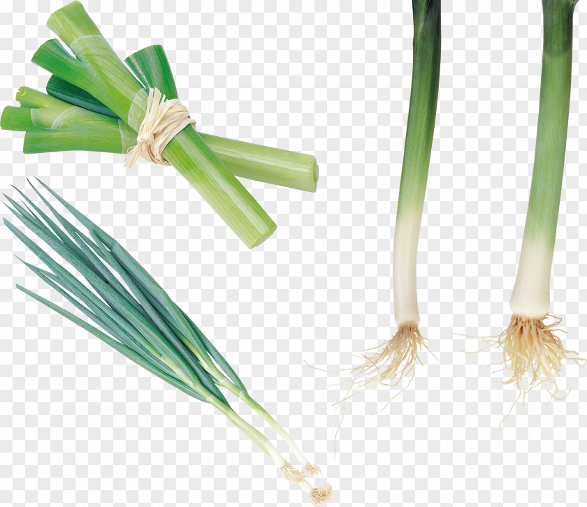 Onion Allium Fistulosum Garlic Leek Vegetable PNG