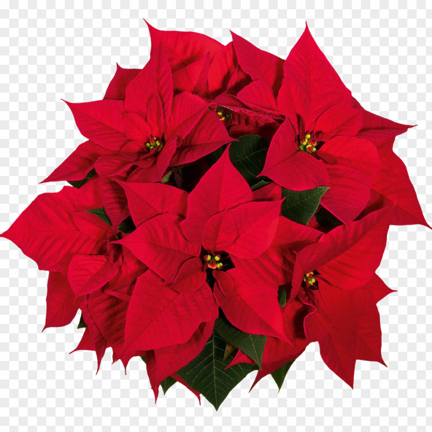 Plant Garden Roses Christmas Flower PNG