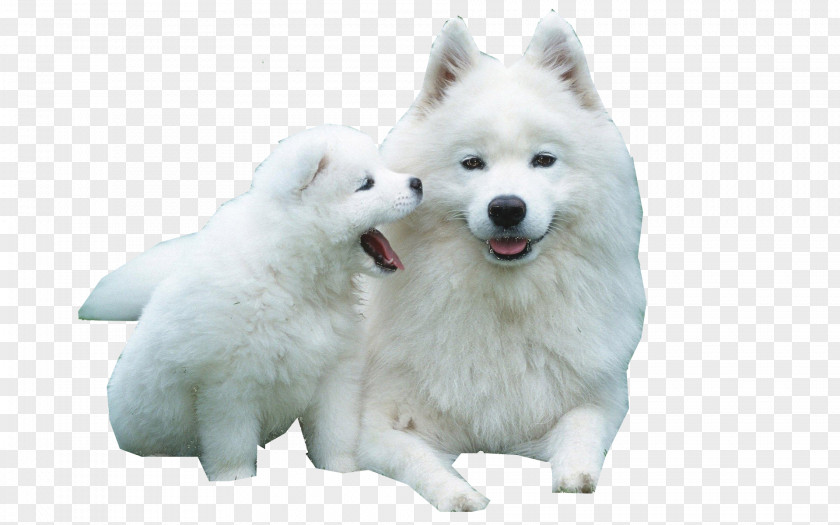 Puppy Siberian Husky Samoyed Dog Scottish Terrier West Laika PNG